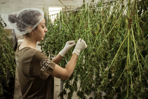 Cannabis plants growing indoors