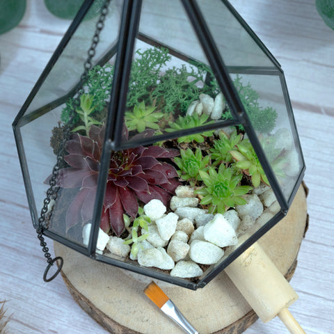 Terrarium Kit