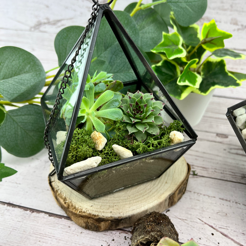 succulent terrarium kit
