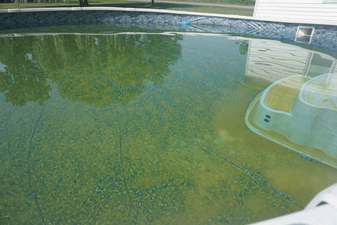 Mustard Algae in Pool