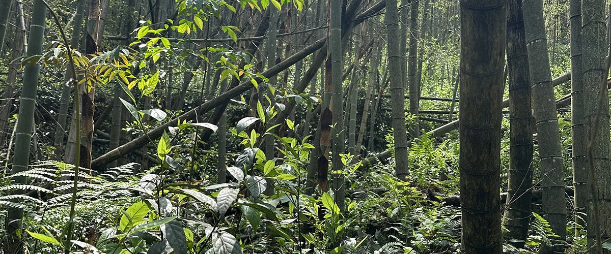 The tea trees that grow wild and unmanaged