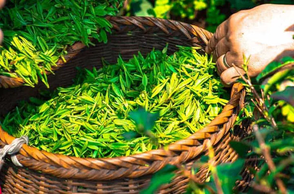 loose leaf green tea