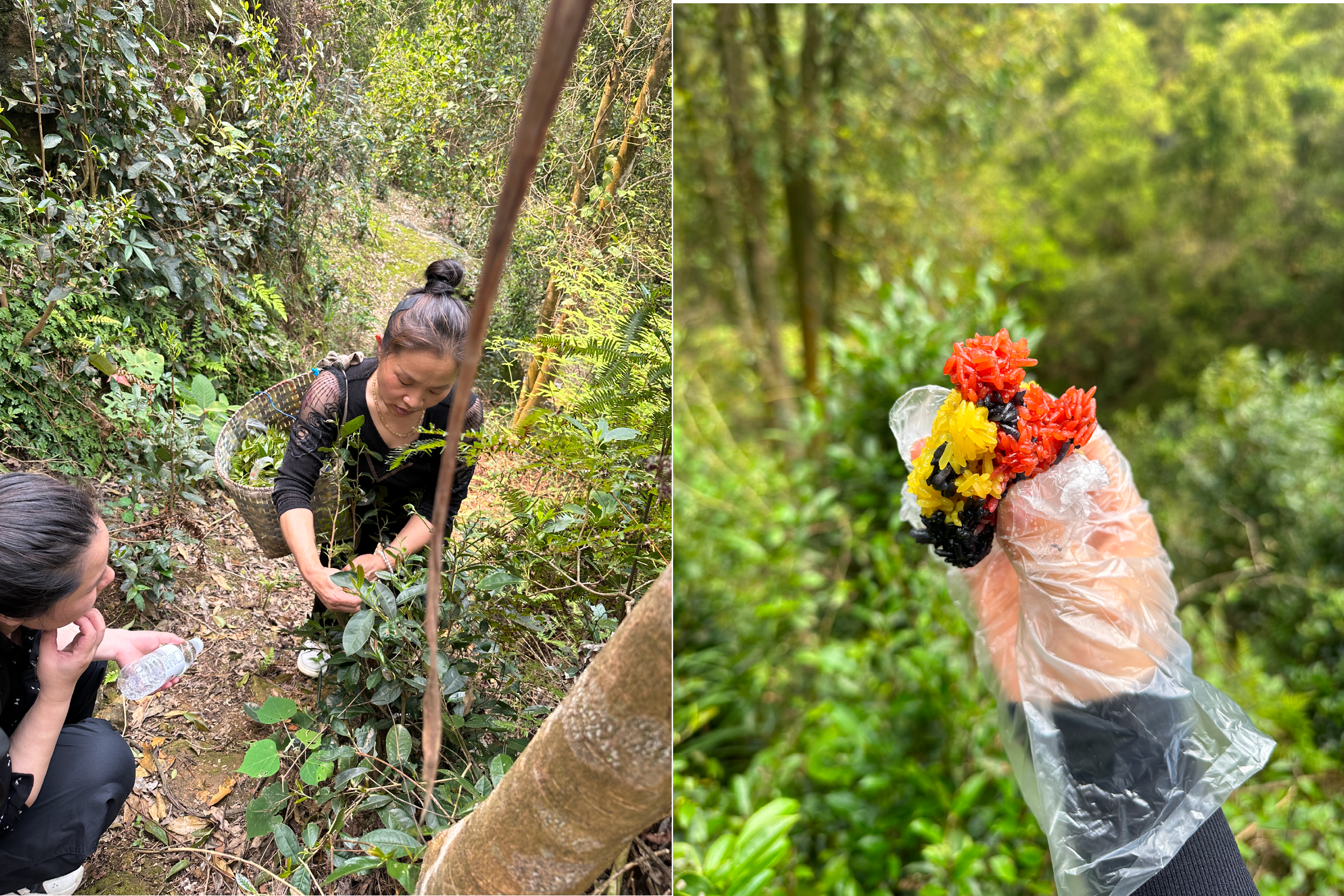 Taking a break during tea picking