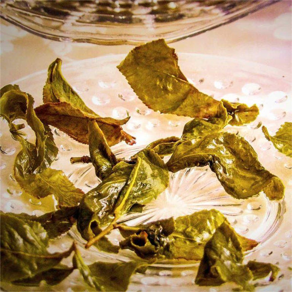 Loose Leaf Oolong Tea for beginners