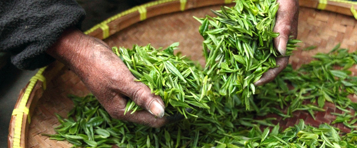 The Balance of Oolong Tea Production Process
