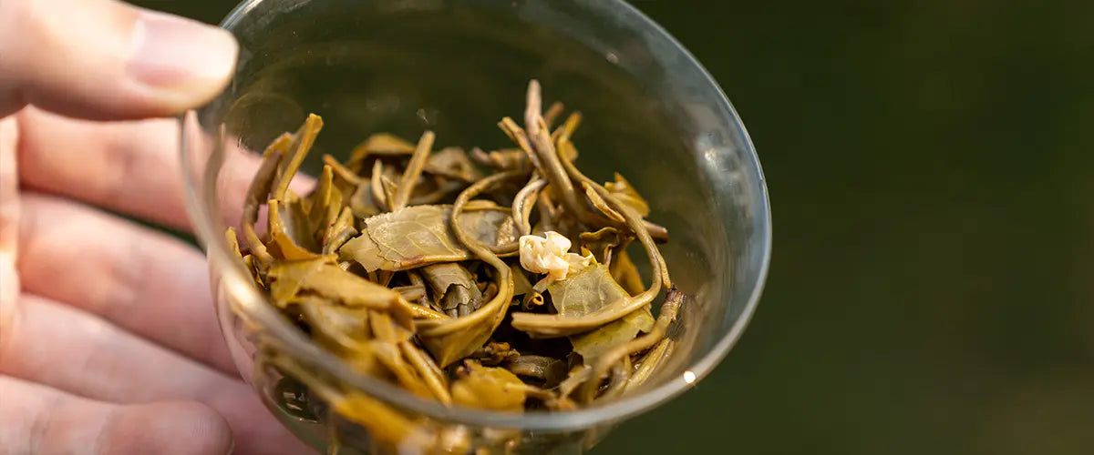 loose leaf jasmine tea
