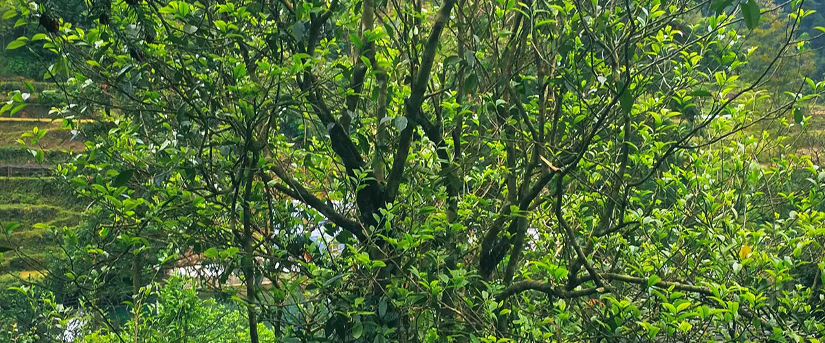tea tree