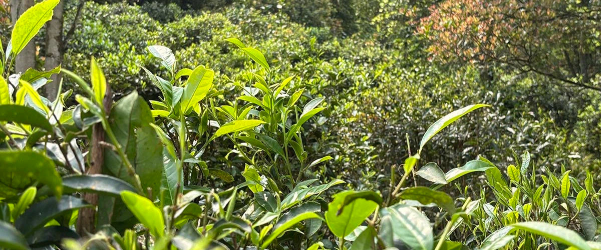 Organic loose leaf tea