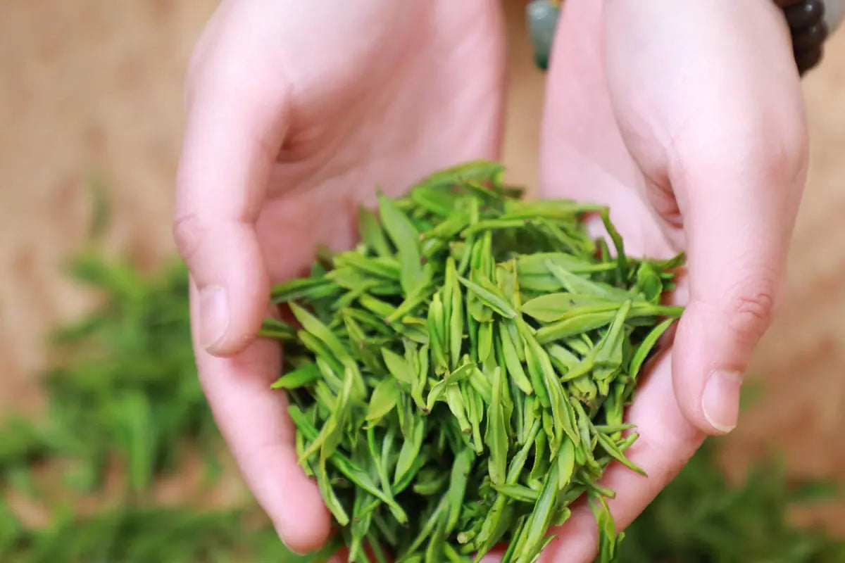 what-is-longjing-tea