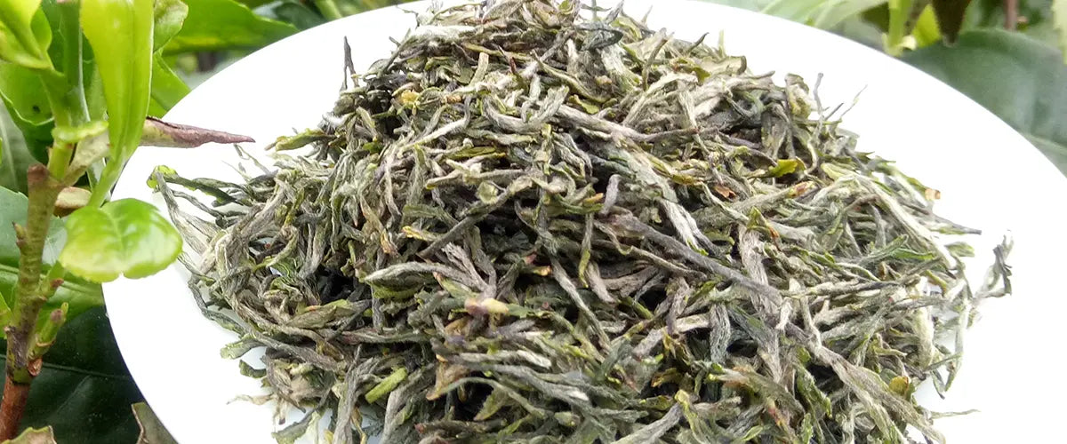 xinyang maojian