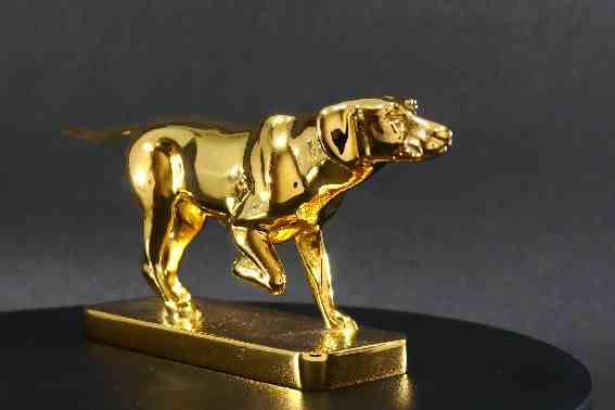 English Pointer in Gold
