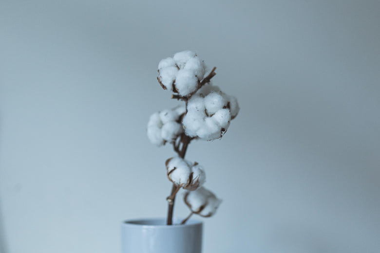 Bio-Baummwollzweig dekorativ in einer Vase