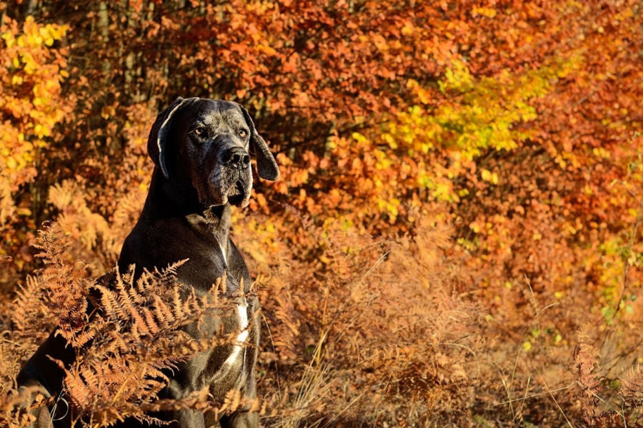 how do i stop my great dane from chewing on chairs