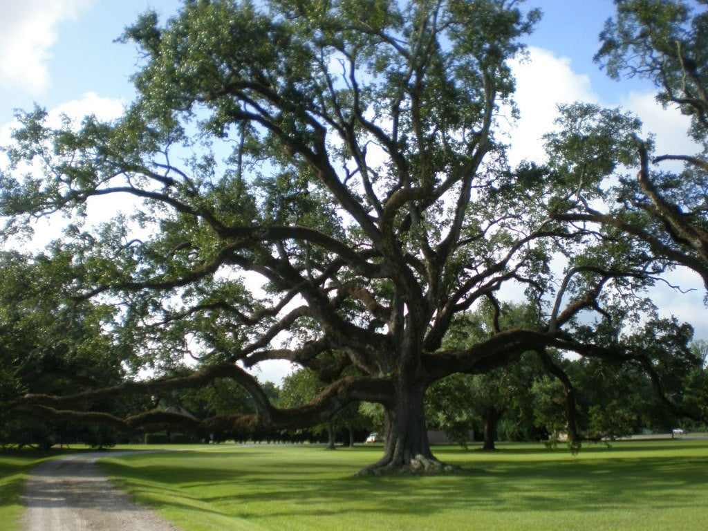 southern live oak tree leaves