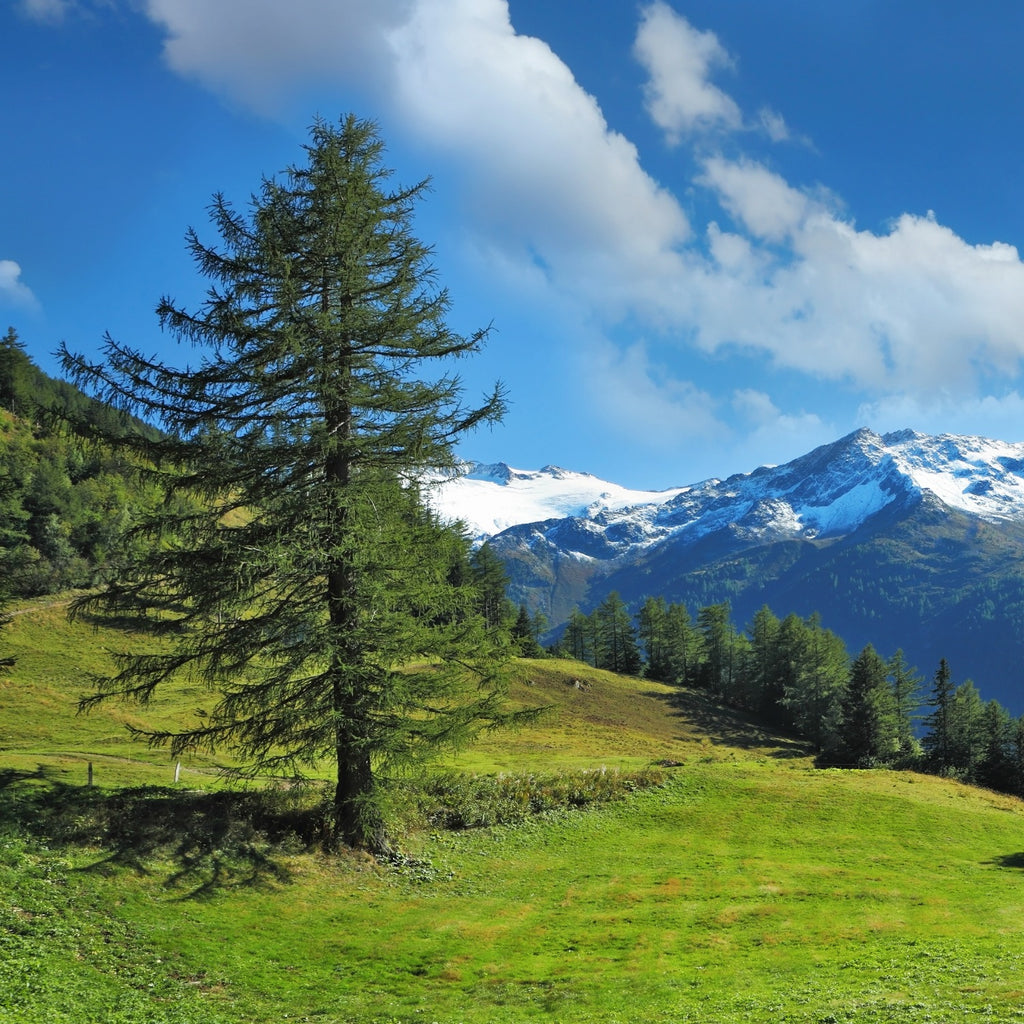 An Evergreen Tree Is Called A - See how it points toward the heavens?