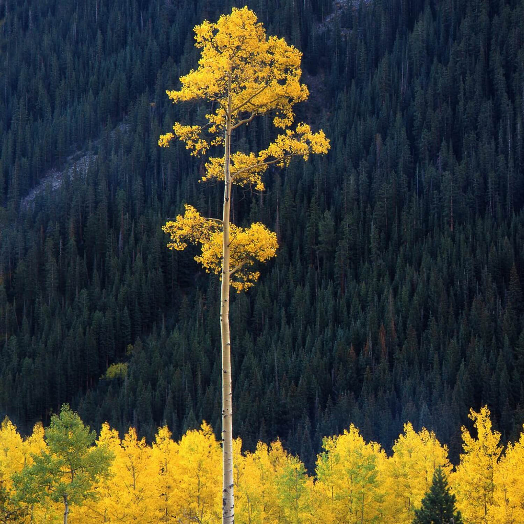 Quaking Aspen: The Largest Living Organism! – The Living Urn