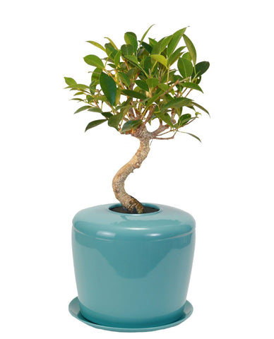 ficus urn