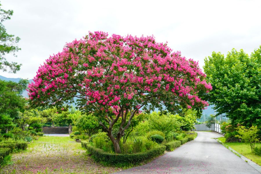 Crape Myrtle in Korean Garden