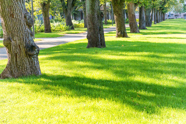 multiple tree memorials