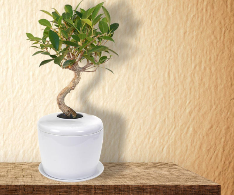 Indoor Bonsai Urn