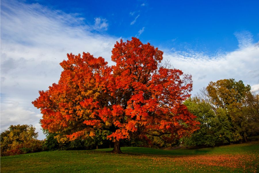 Sugar Maple in Autumn Season