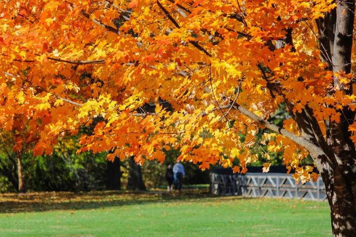 Sugar Maple