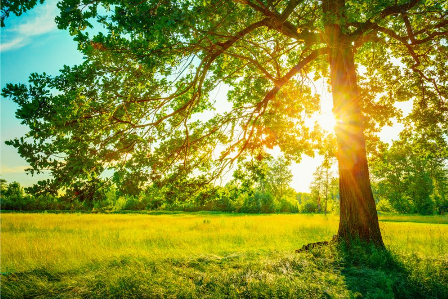 Sun shining through green tree