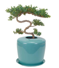 juniper bonsai urn