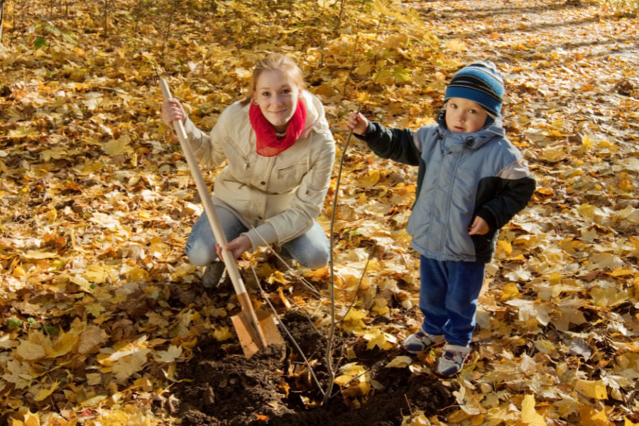 fall tree planting