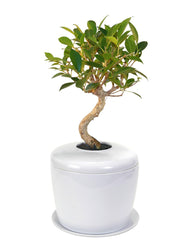 ficus bonsai urn