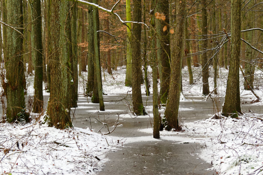 winter trees