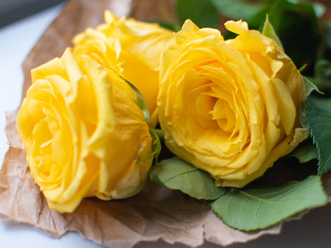 Yellow Roses