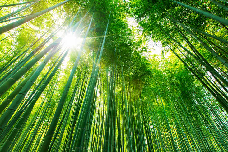 bamboo facts