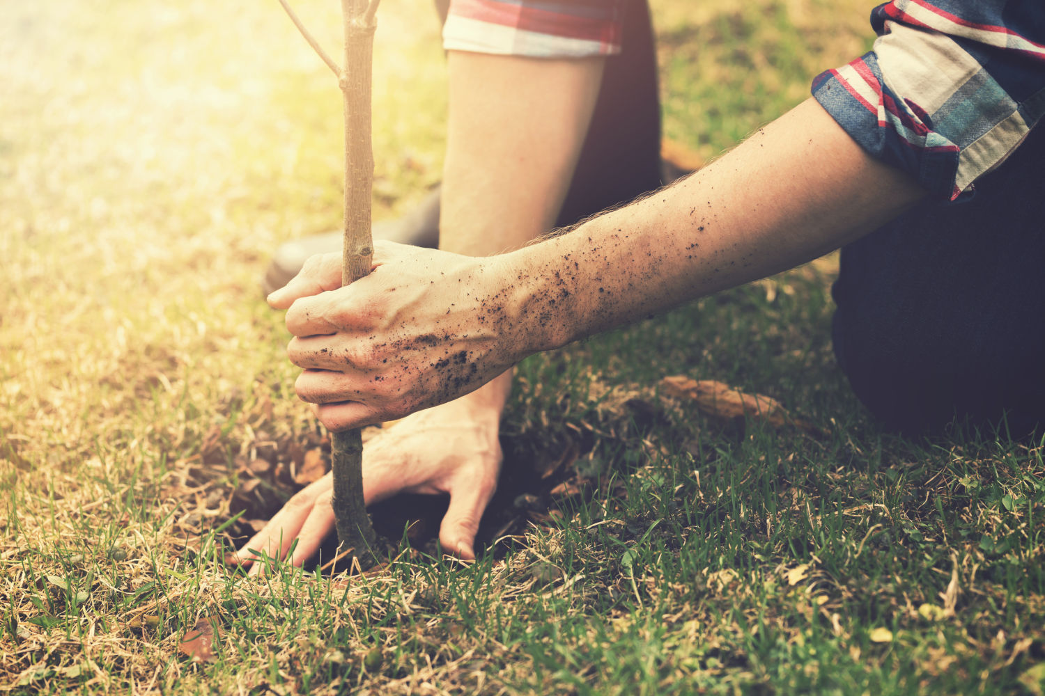 bio urn tree planting