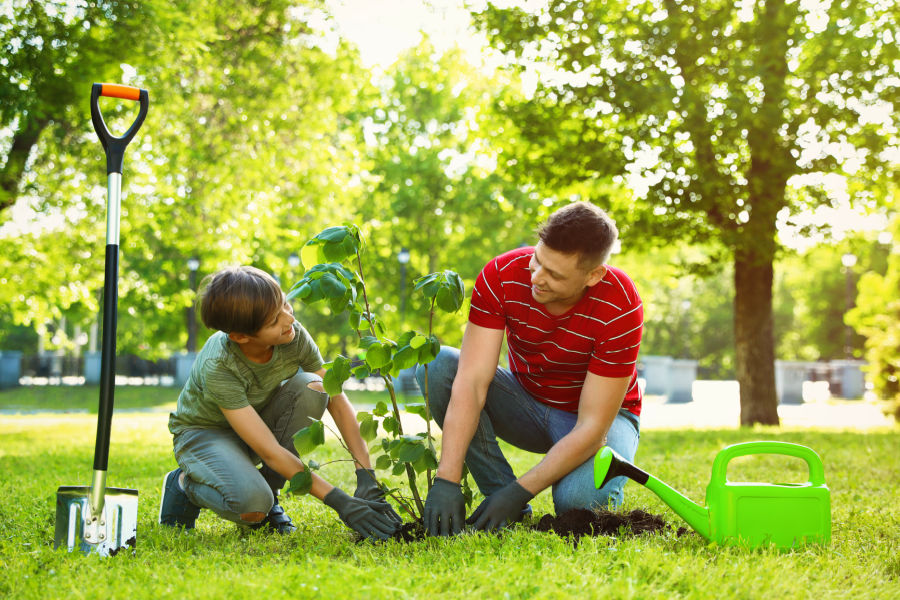 plant a tree memorial