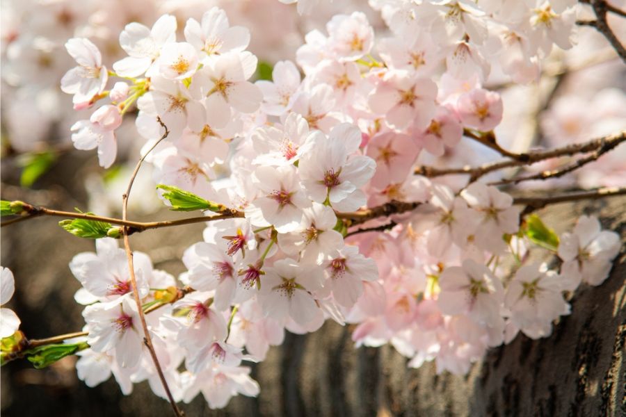 cheery blossom leaves