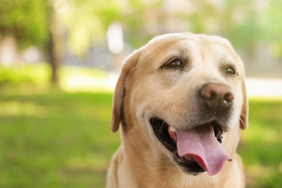 labrador retrievers