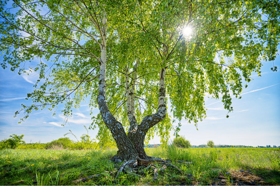 dog tree memorial