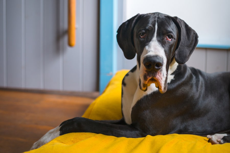 Great Dane sitting on a pillow at home
