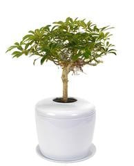 bonsai urn