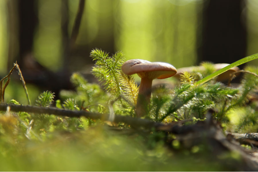  costume de champignon 