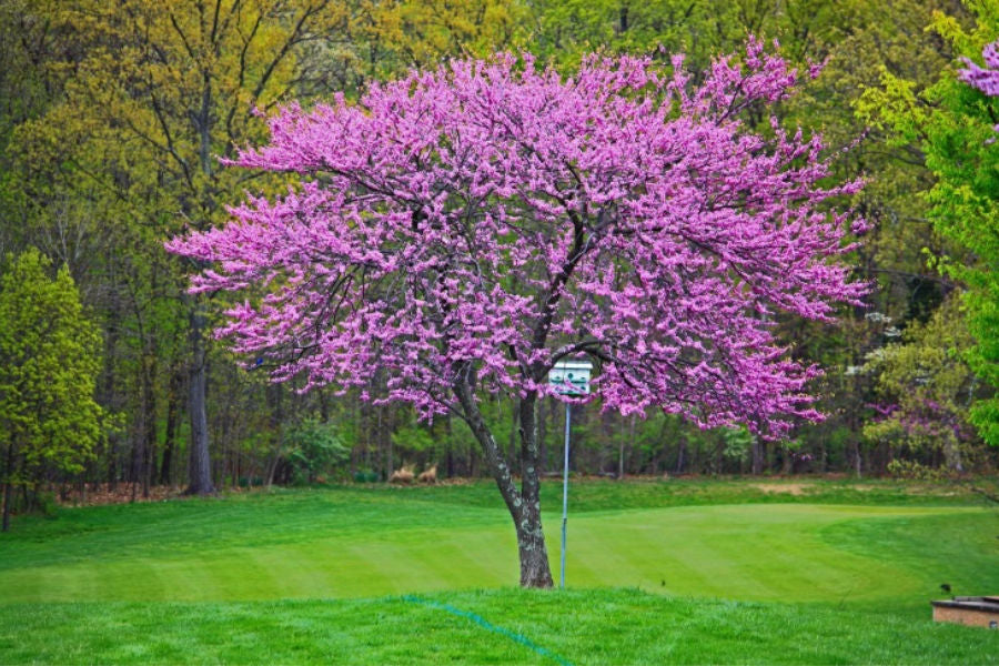 redbud tree