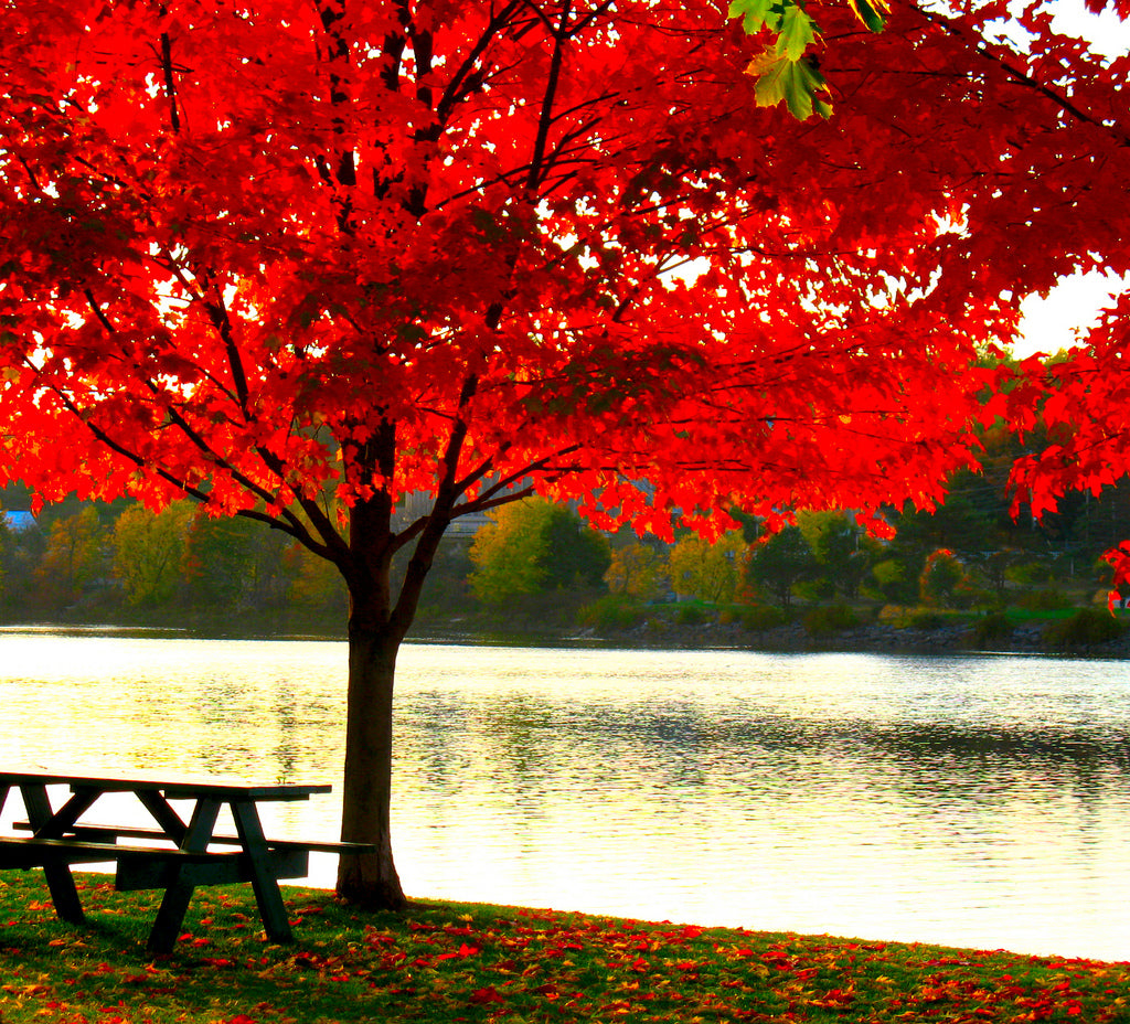 Shades of Red: What is a Red Maple Tree? – Maple Leaves Forever