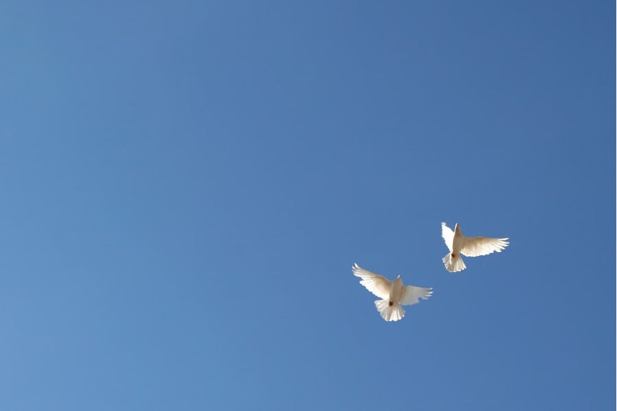 release doves at a memorial