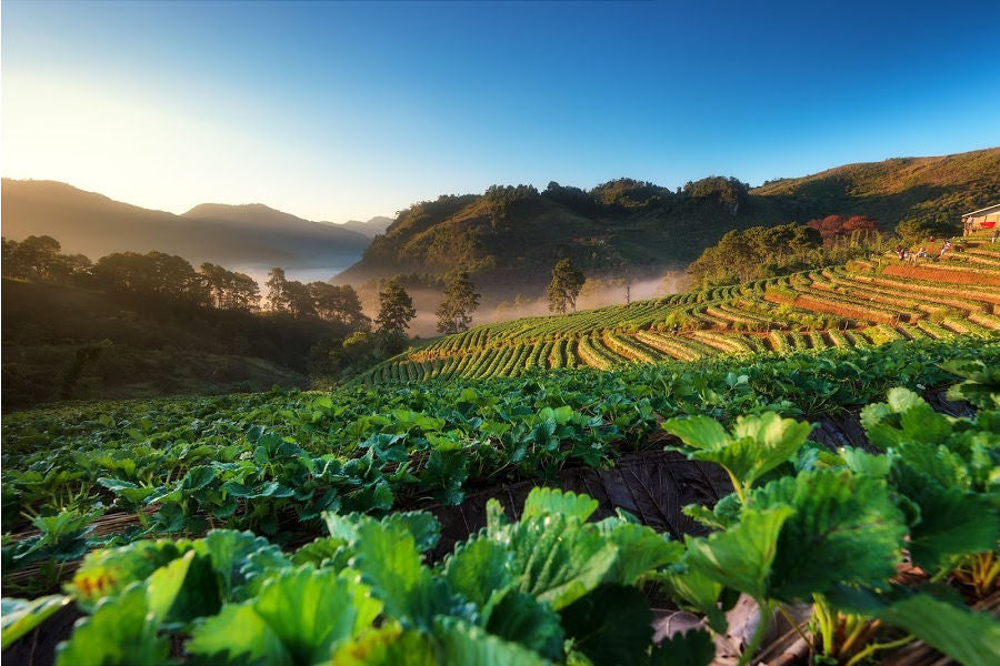 vegetables in Spring