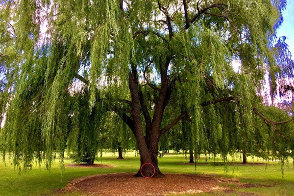 You Can Grow a Beautiful Weeping Willow Memorial with Ease with this B —  The Living Urn