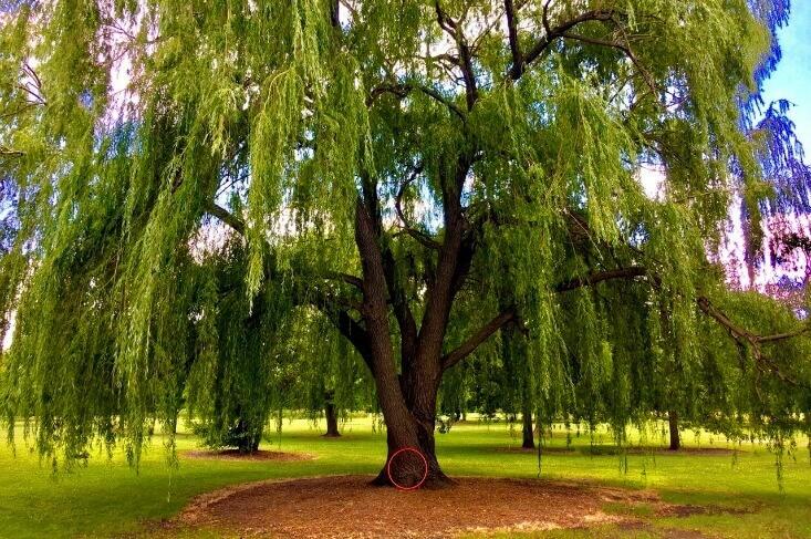 willow tree memorial
