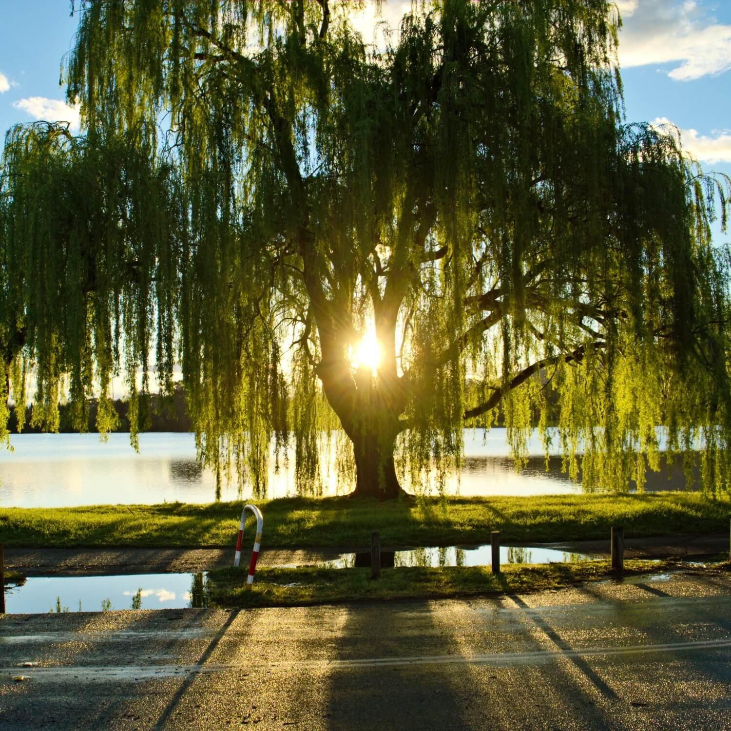 Willow tree. Плакучая Ива дерево. Ива памяти Миндовского. Ива плакучая Кореновск. Ива развесистая.