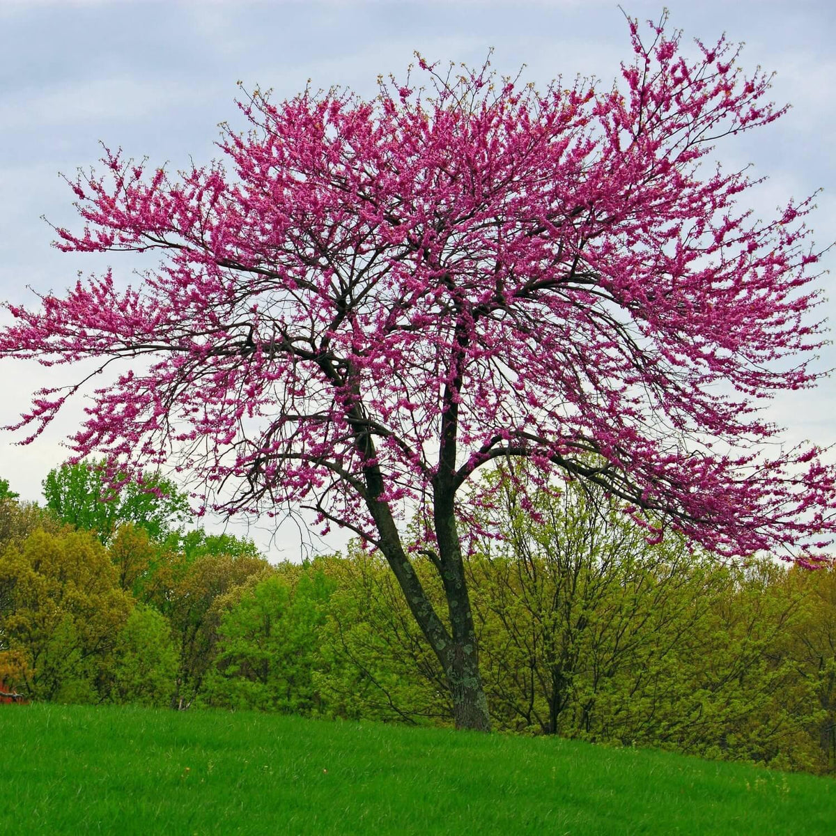 eastern redbud tree in summer