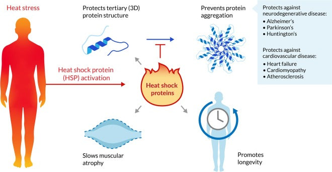 Science Direct - Heat Shock Protein Diagram